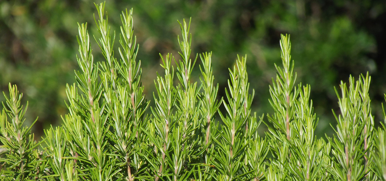 Alecrim com muitas folhas verdes